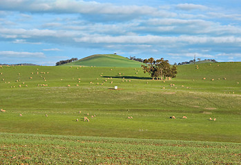 Image showing sheep in the field