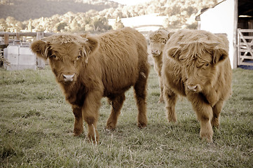 Image showing highland cows on the farm