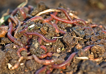 Image showing worms in the garden dirt
