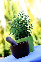 Image showing pot of oregano