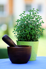 Image showing pot of oregano