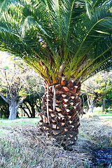 Image showing Small Tropical Palm Tree