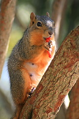 Image showing Squirrel Eating Cheese Puff