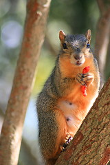 Image showing Squirrel Holding Cheese Puff