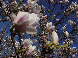 Image showing magnolia and cloud