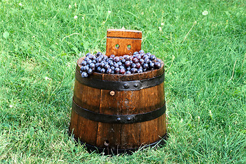 Image showing Grapes in wood barrel