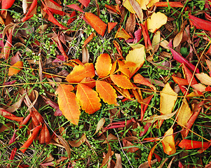 Image showing Autumn leaves