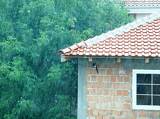 Image showing Rainy day and hiding bird