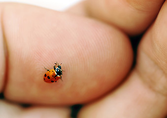 Image showing Ladybird on hand