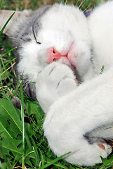 Image showing sleeping cat