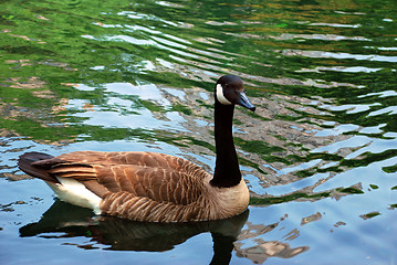 Image showing Bird on water