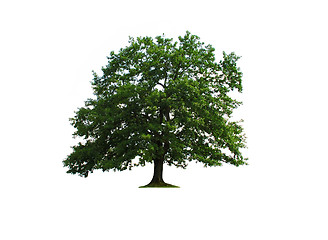 Image showing Oak tree isolated