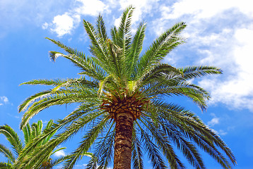 Image showing Palm over blue sky