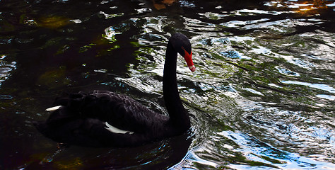 Image showing Bird on water