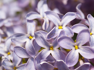 Image showing lilac blossoms