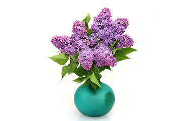 Image showing Purple lilac branch