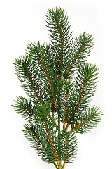 Image showing Fir tree branch