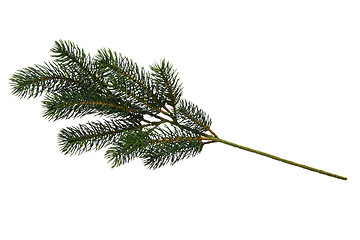 Image showing Fir tree branch