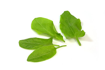 Image showing Garden sorrel