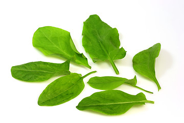 Image showing Garden sorrel