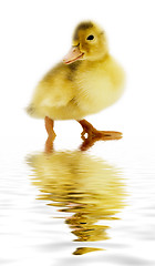 Image showing duckling