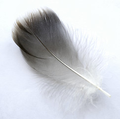 Image showing feather