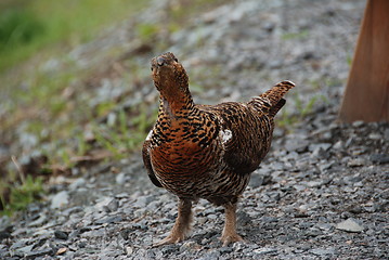 Image showing Ei røy 05.05.2009