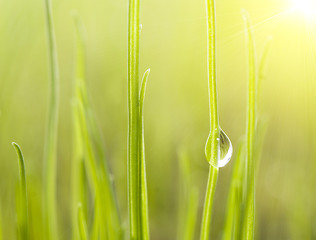 Image showing drop on grass