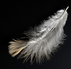 Image showing feather