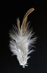 Image showing feather