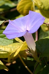 Image showing Purple Morning Glory