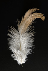 Image showing feather