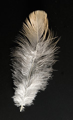 Image showing feather