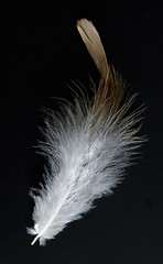 Image showing feather