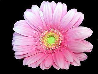 Image showing pink gerbera