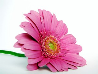 Image showing pink gerbera