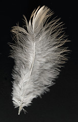 Image showing colorful feather