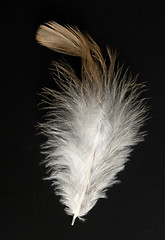 Image showing feather