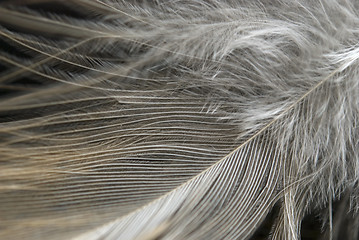 Image showing feather