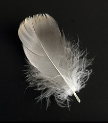 Image showing feather