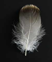 Image showing feather