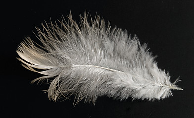 Image showing colorful feather