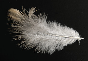 Image showing feather