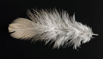 Image showing colorful feather