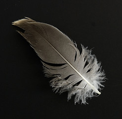 Image showing feather