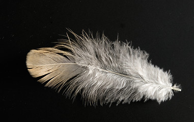 Image showing feather