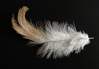 Image showing feather