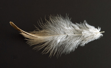 Image showing feather