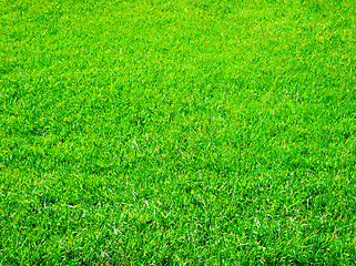 Image showing green grass 