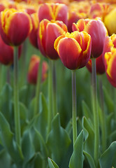 Image showing tulip